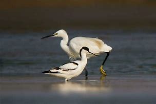 peck at